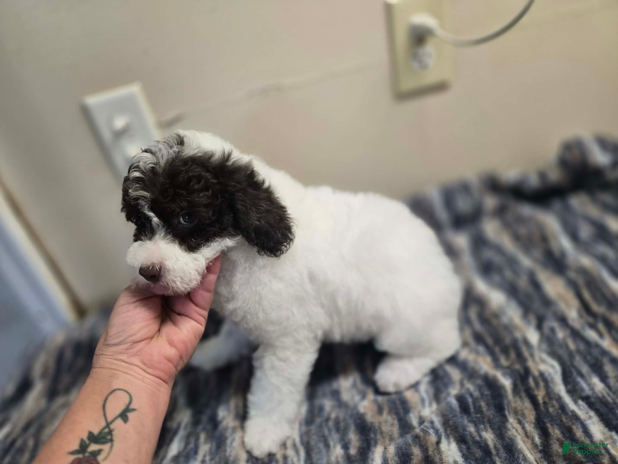 Miniature Poodle dogs ORSON - Ad 2