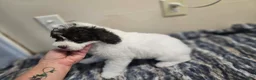 Miniature Poodle dogs for sale: ORSON - Ad 2