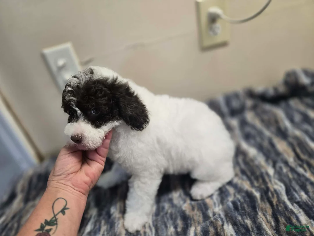 Miniature Poodle dogs for sale: ORSON - Ad 2