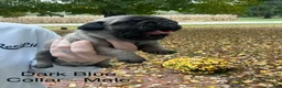 Pug dogs for sale: Dark Blue Male - Ad 2