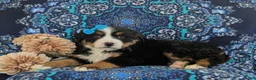 Bernese Mountain Dog dogs for sale: Ginny - Ad 4