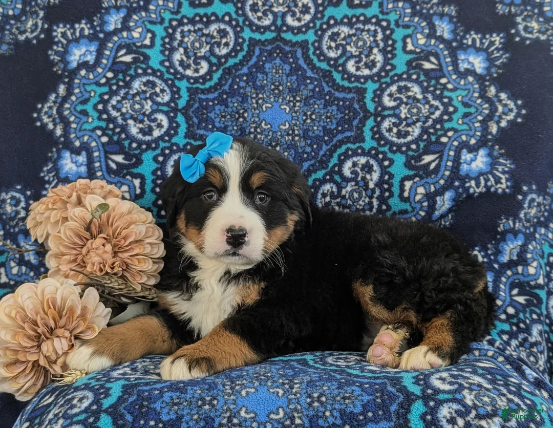 Bernese Mountain Dog dogs for sale: Ginny - Ad 4