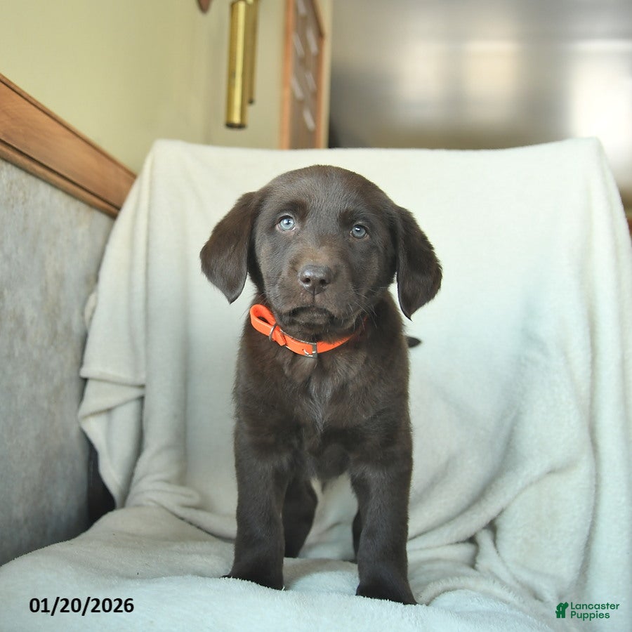 Labrador Retriever dogs Jake  - Ad 4