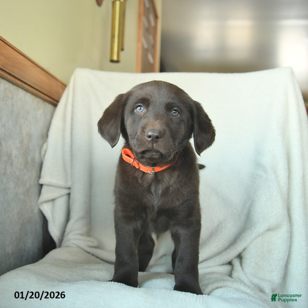 Labrador Retriever dogs for sale: Jake  - Ad 1