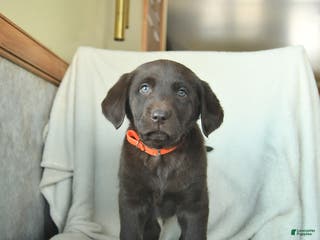 Labrador Retriever dogs Jake - Ad 25