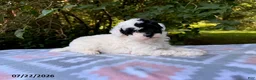 Miniature Poodle dogs for sale: Sadie - Ad 2
