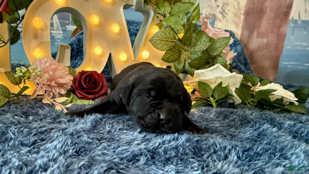 Cane Corso dogs for sale: Bruno - Ad 1