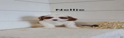 Cavapoo dogs for sale: Nellie - Ad 3