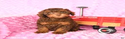 Miniature Poodle dogs for sale: Eva - Ad 4
