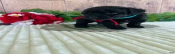 Mini Goldendoodle dogs for sale: Miss Waves - Ad 4