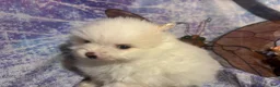 Pomeranian dogs for sale: Pomeranian Puppy 4 - Ad 3