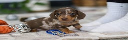 Miniature Dachshund dogs for sale: Rudolph - Ad 5