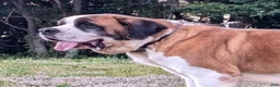 Saint Bernard dogs for sale: Missy - AKC Champion Bloodlines - Ad 3