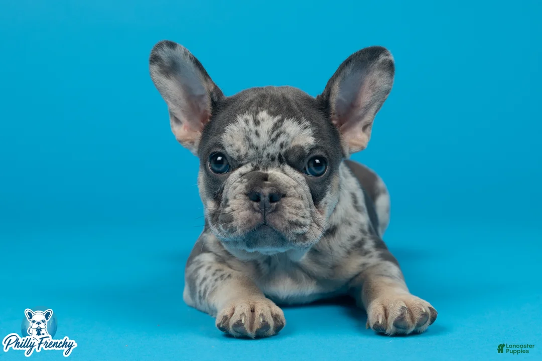 French Bulldog dogs for sale: French Bulldog 1 - Ad 3