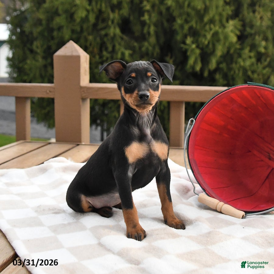 Miniature Pinscher dogs Tilly - Ad 2