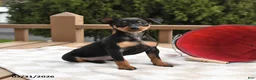 Miniature Pinscher dogs for sale: Tilly - Ad 2