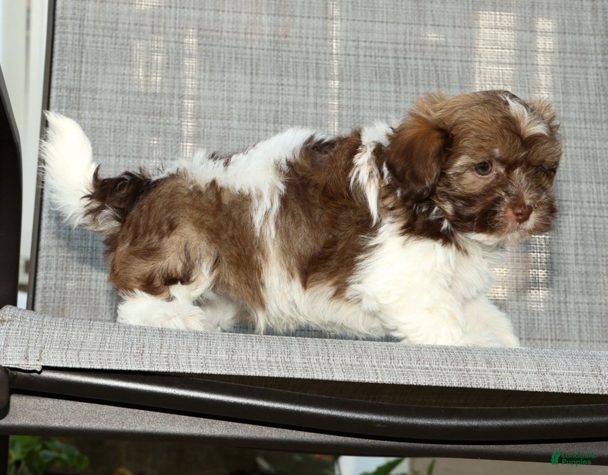 Havanese dogs for sale: Major - Ad 3