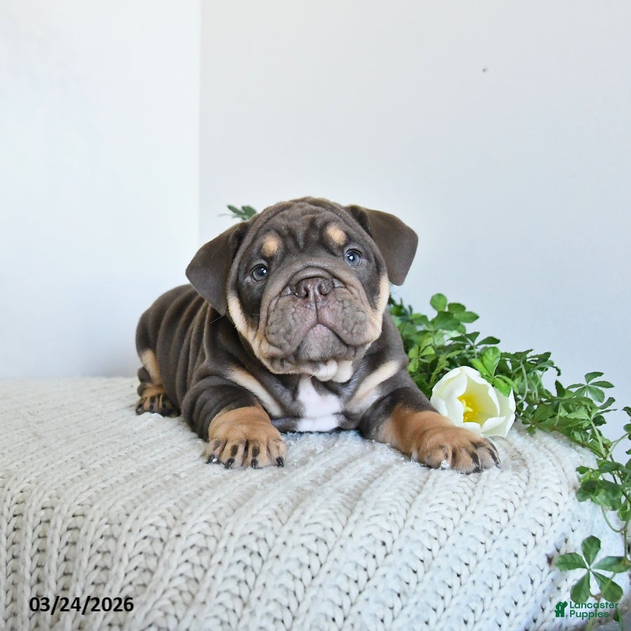English Bulldog dogs Thunder - Ad 1