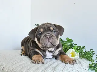 English Bulldog dogs for sale: Thunder - Ad 2