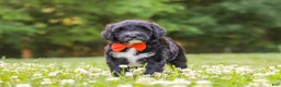 Portuguese Water Dog dogs for sale: Logan - Ad 3