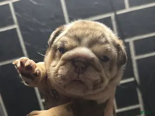 English Bulldog dogs McFlurry - Ad 14