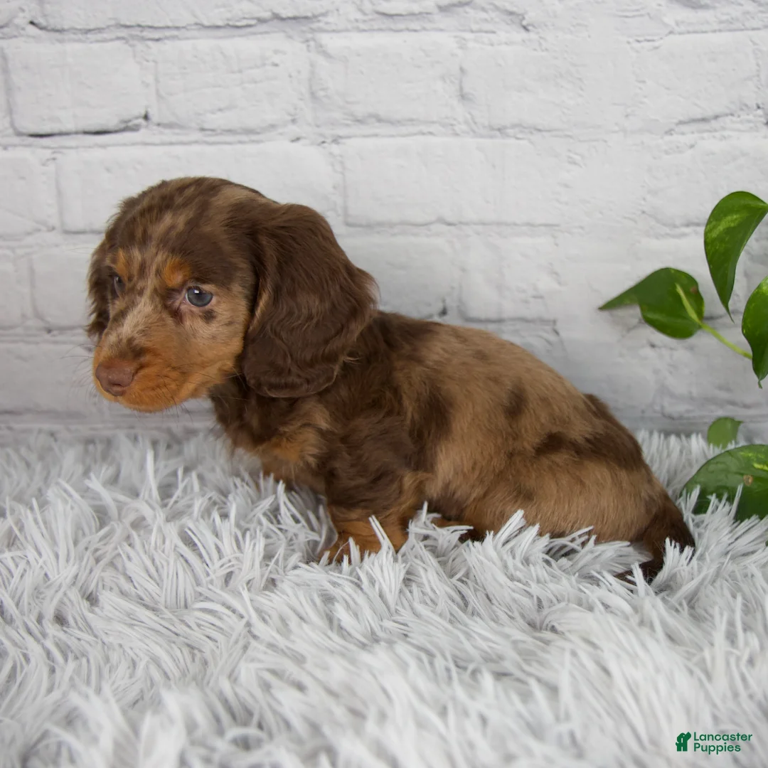 Miniature Dachshund dogs for sale: Colten - Ad 2