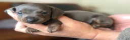 Miniature Dachshund dogs for sale: Miniature Dachshund Puppy 3 - Ad 3