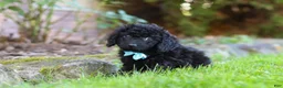 Cavapoo dogs for sale: Vince - Ad 5