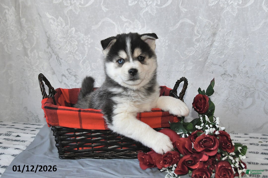 Pomsky dogs for sale: Archie - Ad 1
