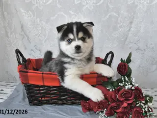 Pomsky dogs Archie - Ad 30