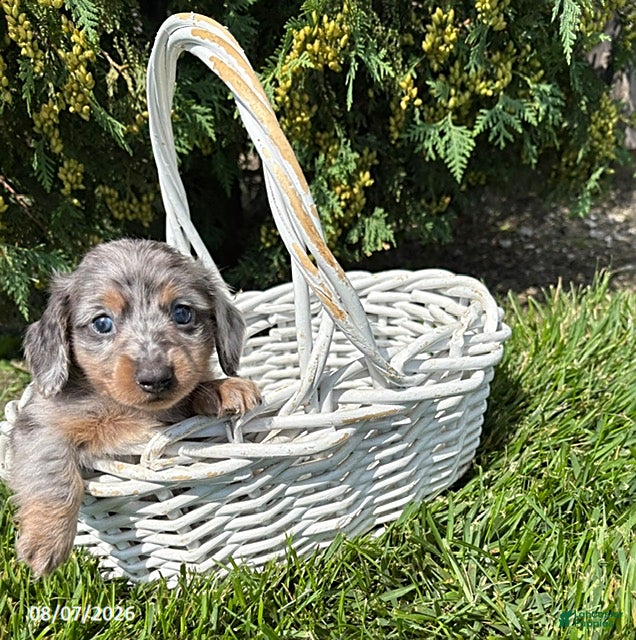 Miniature Dachshund dogs Sailor - Ad 2