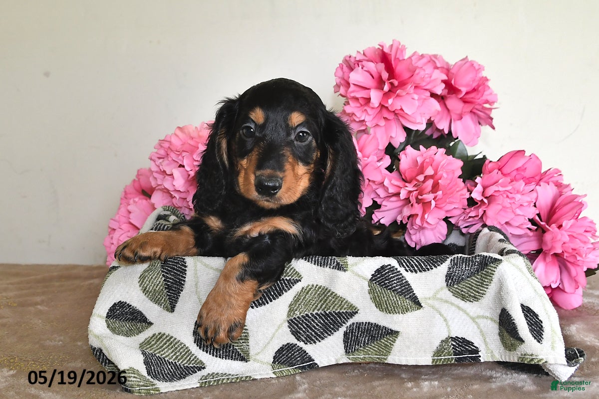 Miniature Dachshund dogs Billy - Ad 2
