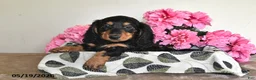 Miniature Dachshund dogs for sale: Billy - Ad 2