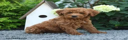 Miniature Poodle dogs for sale: Macy - Ad 3