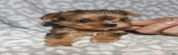 Yorkshire Terrier dogs for sale: Sonia - Ad 4