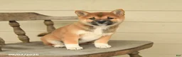 Shiba Inu dogs for sale: Lacey - Ad 2
