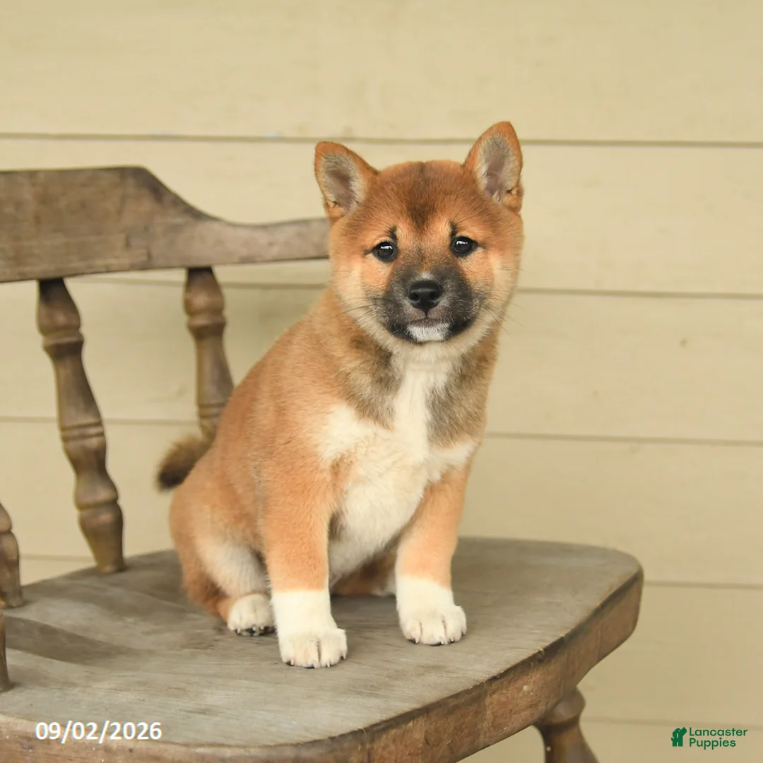 Shiba Inu dogs for sale: Lacey - Ad 2