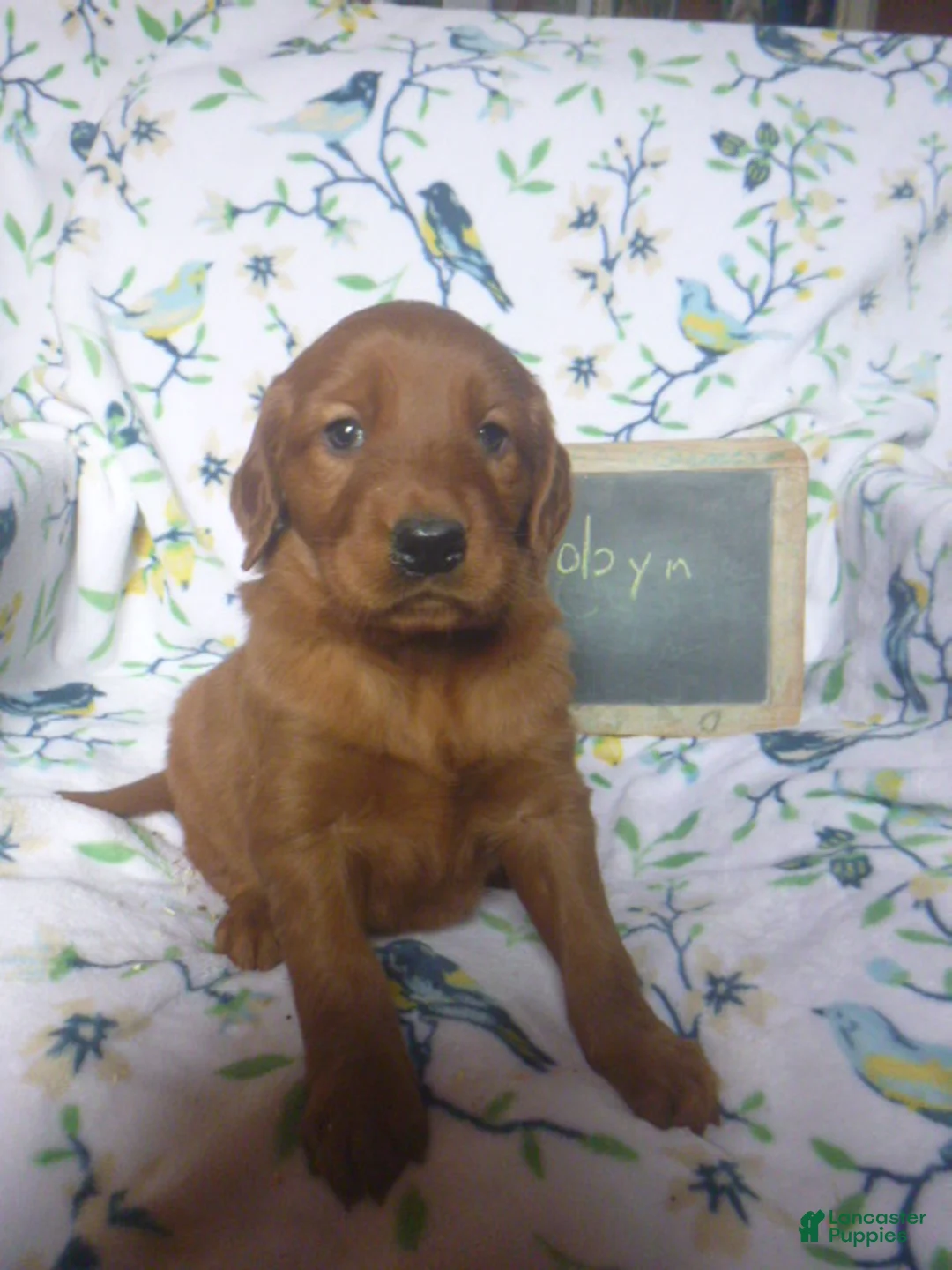 Mixed Breed dogs for sale: Robyn - Ad 1