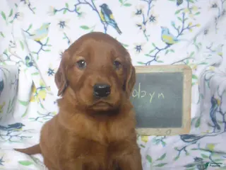 Mixed Breed dogs for sale: Robyn - Ad 1