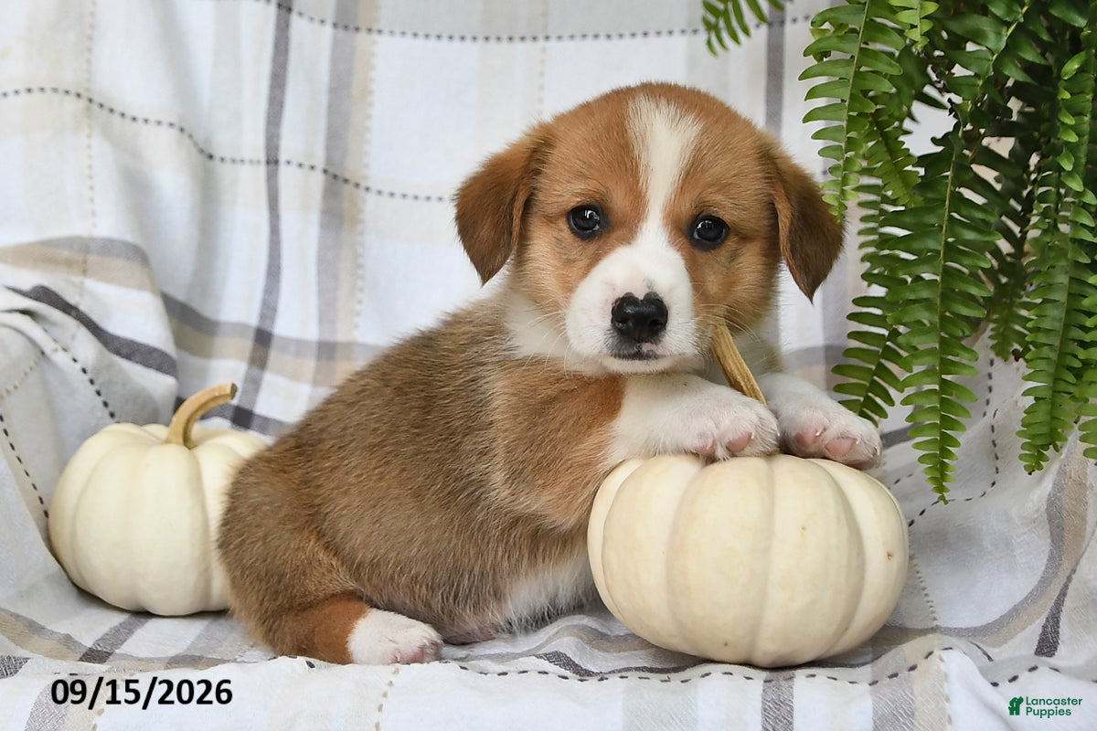 Welsh Corgi Pembroke dogs Jackson - Ad 2