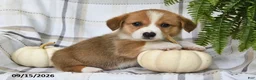 Welsh Corgi Pembroke dogs for sale: Jackson - Ad 2