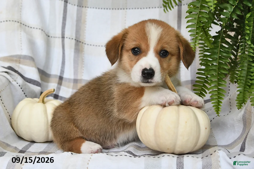Welsh Corgi Pembroke dogs for sale: Jackson - Ad 2