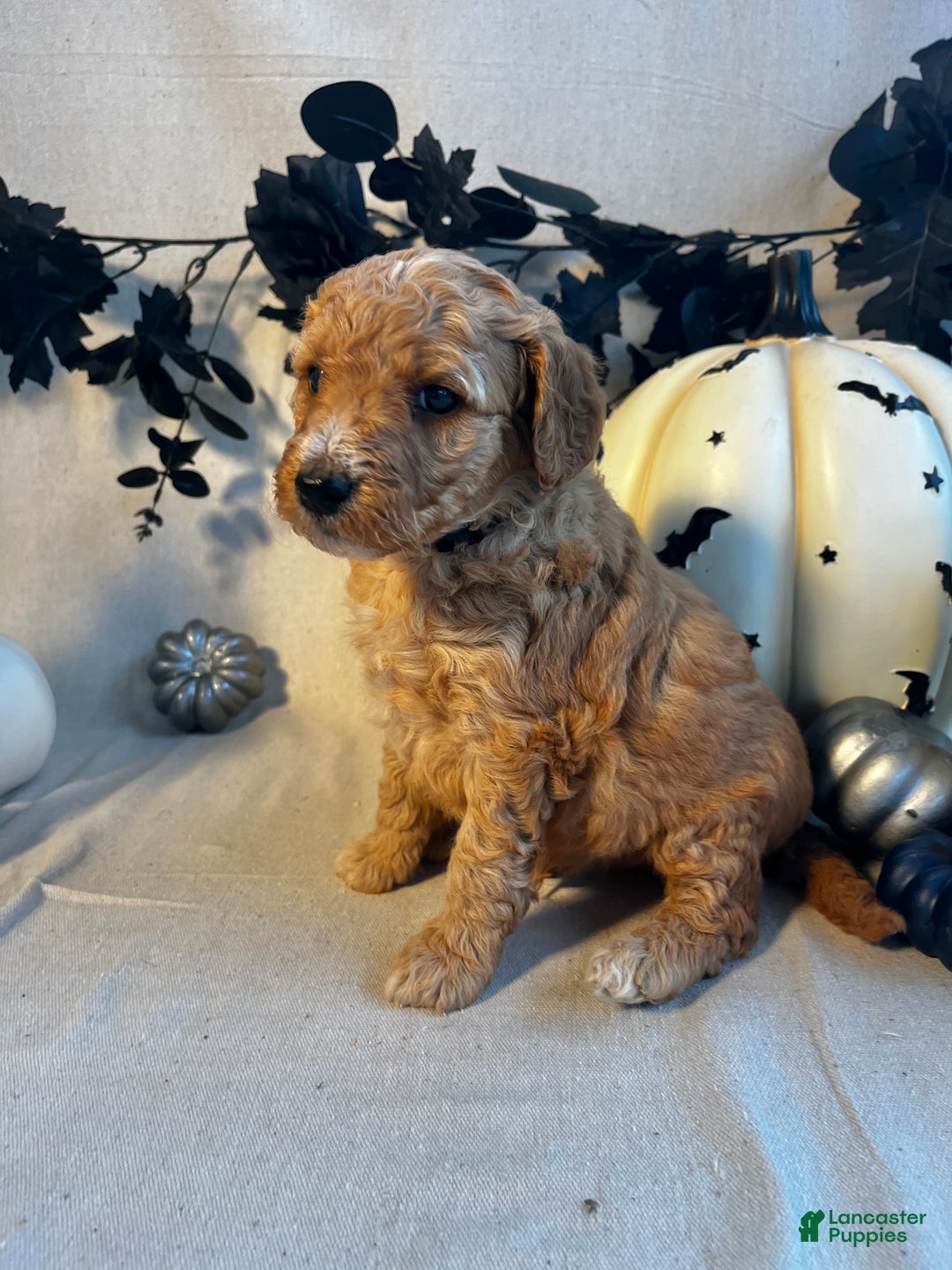 Goldendoodle dogs for sale: Black Collar-Toby - Ad 4