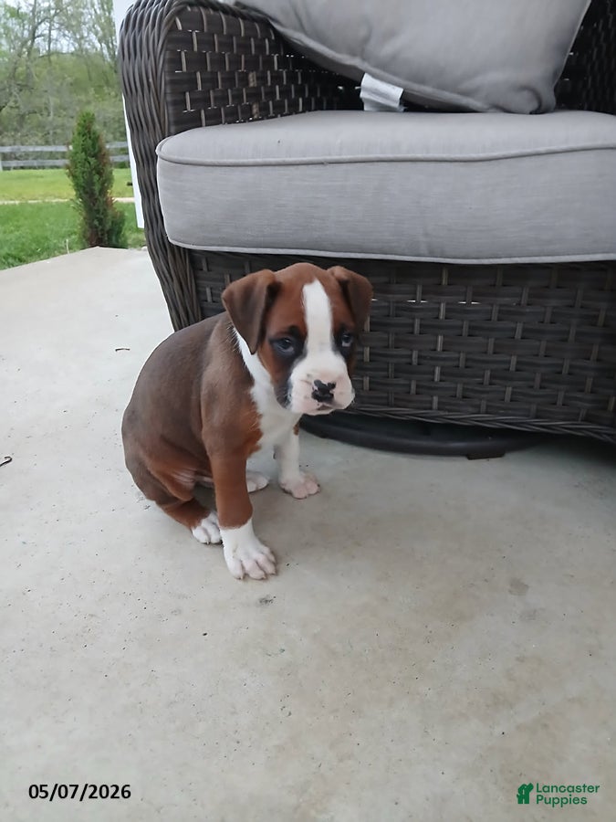 Boxer dogs Rolex - Ad 2