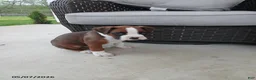 Boxer dogs for sale: Rolex - Ad 2