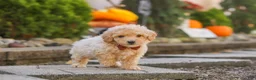 Maltipoo dogs for sale: Archie - Ad 6