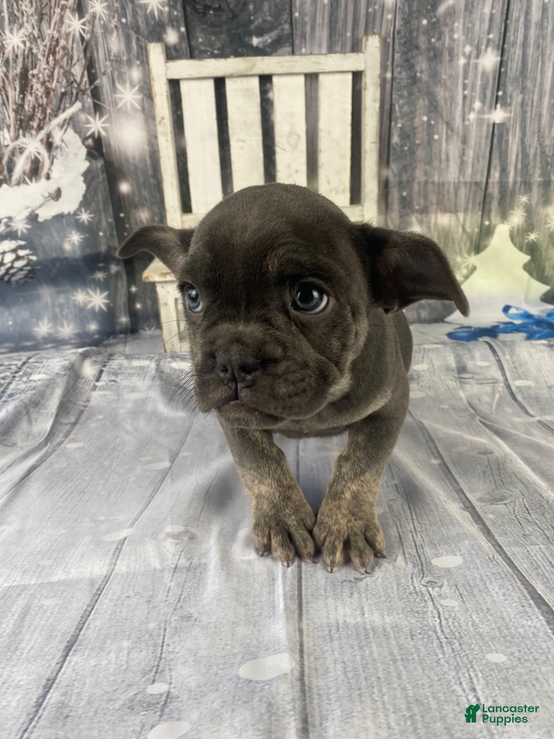 Mixed Breed dogs for sale: Billy - Ad 3