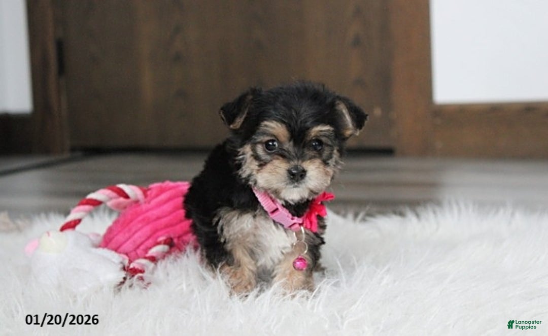 Yochon dogs for sale: Molly - Ad 4