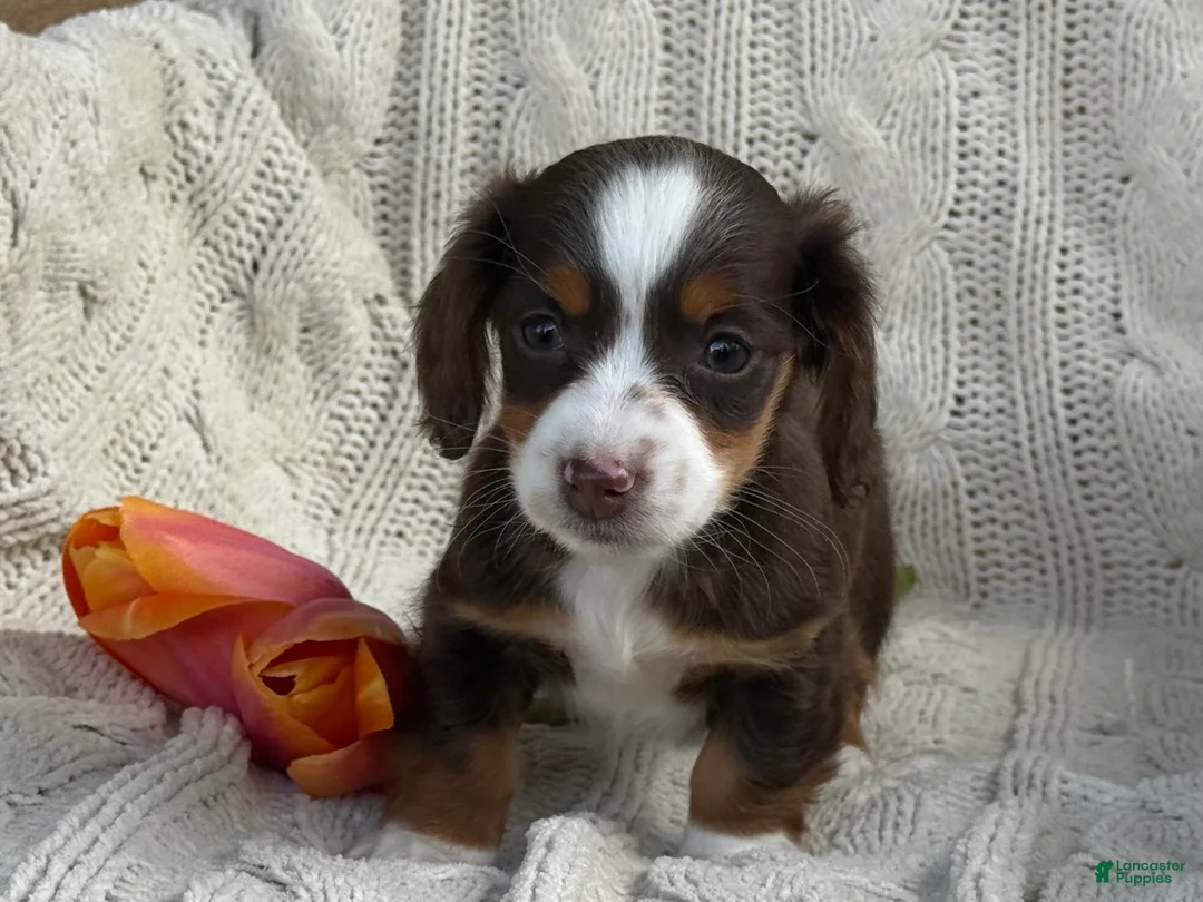 Miniature Dachshund dogs for sale: Tina - Ad 6