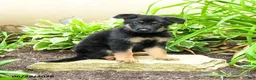 German Shepherd dogs for sale: Kristian - Ad 4